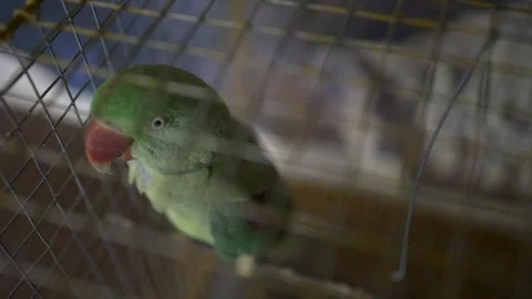 Close-up of a Green Parrot in a Cage. Stock-Footage 313318495