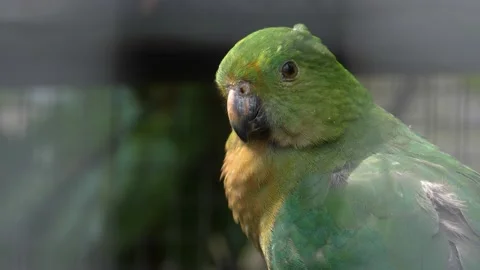 Close up of green parrot Stock Footage 135285270