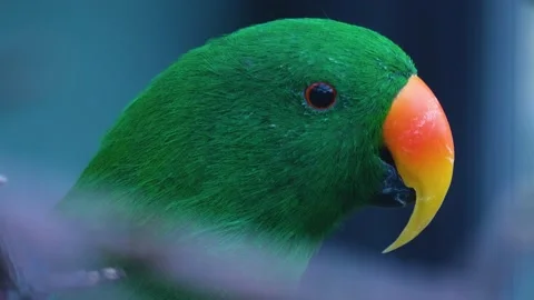 Close up of green parrot  Stock Footage 141604124