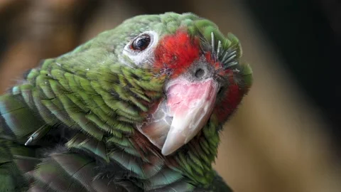 Close up of a green parrot Stock Footage 217376986