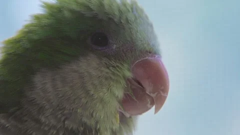Close up of a green parrot looking at camera Video stock 345707382