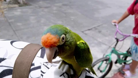 Close up of green parrot outdoors Stock-Footage 317105864