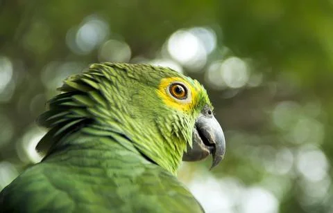 Close up of a green parrot Foto stock