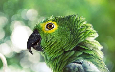 Close up of a green parrot Stock Photos