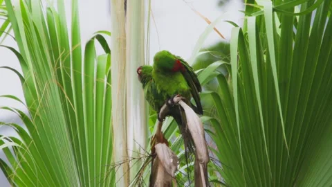 Close-up of a green parrot preening on a palm tree in a lush tropical Video stock 310323740