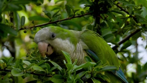 Close up green parrot standing on tree branch eating small berries Stock Footage 250991208