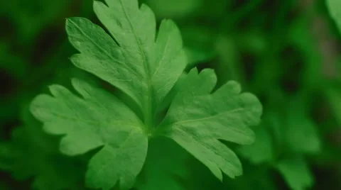 Close-up of green parsley Stock Footage 59757519