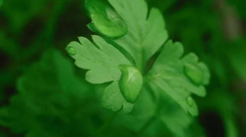 Close-up of green parsley Stock Footage 59757786