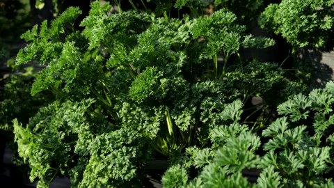 Close up of Green Parsley leaf Stock Footage 154567814