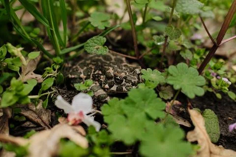 Close-up of a green patterned frog camouflaged among plants and soil in nat.. Stock Photos