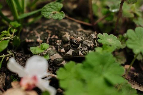 Close-up of a green patterned frog camouflaged among plants and soil in nat.. Stock Photos
