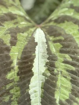 Close-up of green patterned leaf with textured veins and symmetrical natura.. Stock Photos