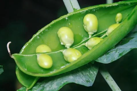 Close-up of green pea Foto stock