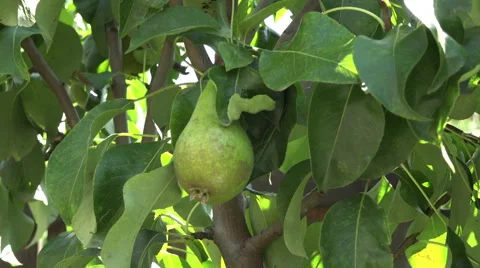 Close up of a green pear in a tree Stock Footage 40058429