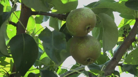 Close up of green pears,unripe Stock Footage 40056438