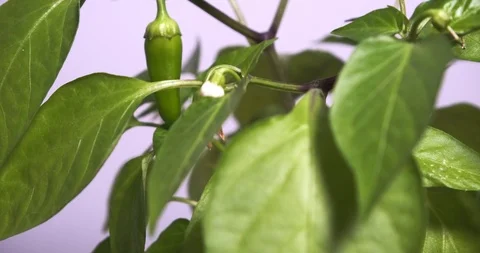 Close up of green pepper growing on a pepper plant, slowly rotating Stock Footage 119120997