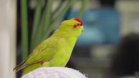 Close to green pet bird on a blanket 動画素材 342961407