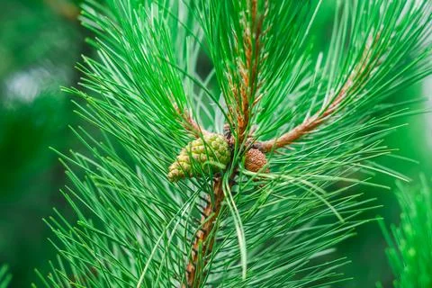Close-up of a green pine branch with small young cones and needles in the forest Stock Photos