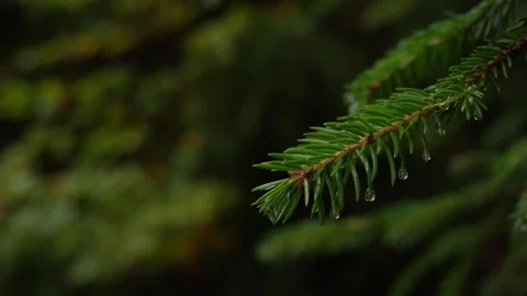 A close-up of a green pine branch with Water droplets. Stock Footage 254523052