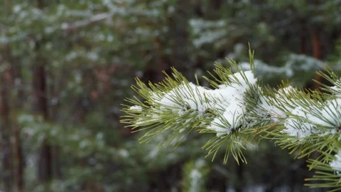 Close-up of a green pine branch in a winter forest. Stock Footage 300764295