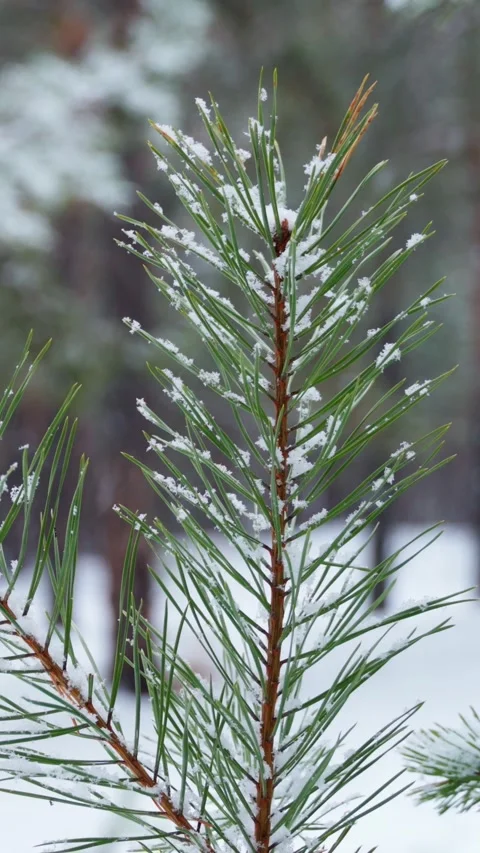 Close-up of a green pine branch in a winter forest. Winter nature. Stock Footage 313856017