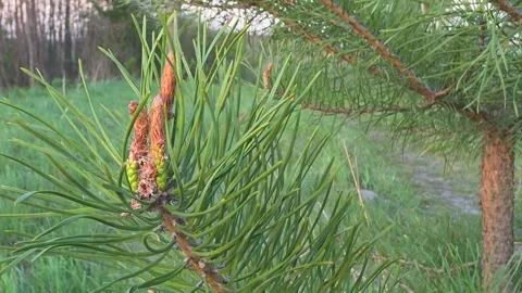 Close-up of green pine branch with young brown shoots swaying in wind under.. Vídeo Stock 334448865