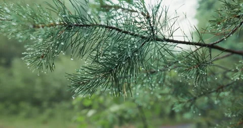 Close up of green pine branches covered with a fresh water droplets Stock Footage 339569447