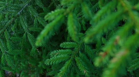Close-up of green pine branches. Video stock 60240124