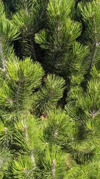 Close-up of green pine branches in sunlight, highlighting natural beauty Stock Photos