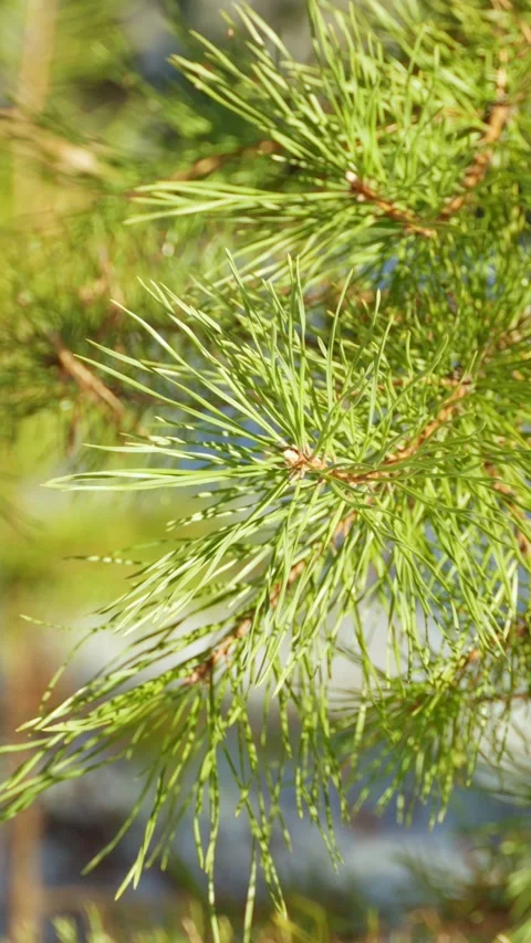 A close-up of the green pine branches of a tree in a winter forest. Stock Footage 299986350
