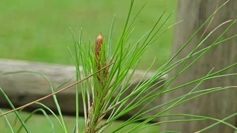 A close-up of a green pine cone growing on a pine tree branch. Stock Footage 304583925