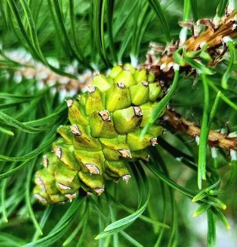 Close-up of Green Pine Cone on Tree Branch Stock-Fotos