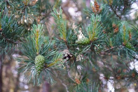Close up of green pine cones in a pine tree Stock Photos