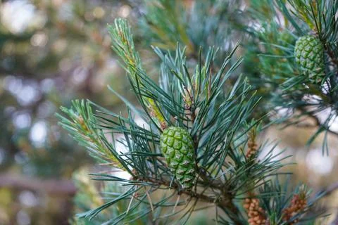 Close up of green pine cones in a pine tree 库存照片