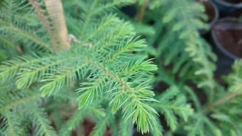 Close up of green pine leaf Stock Photos