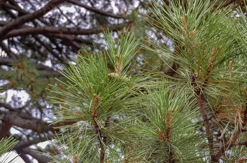 Close-up of Green Pine Needle Clusters on Tree Branch Stock Photos