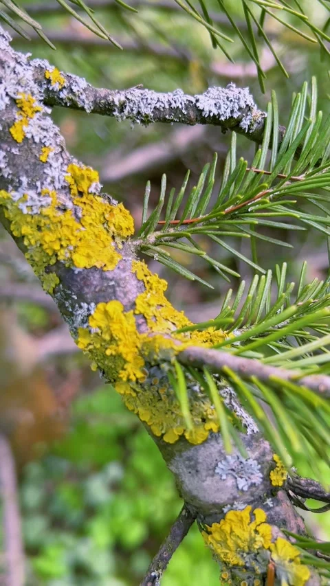 Close up of green pine needles and branch. Yellow lichen on the tree bark. 動画素材 333634171