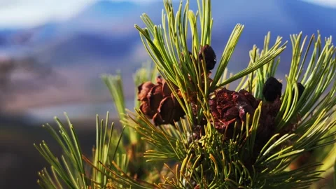 Close-up of green pine needles and brown cones swaying against hazy mountains Stock Footage 346278638