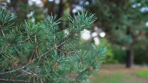 Close-up of green pine needles on a branch with a soft-focus forest Stock Footage 295138775