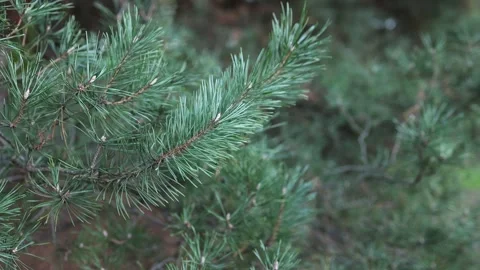 Close-up of green pine needles on a branch with a soft-focus forest Stockbeeldmateriaal 297074680