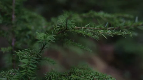 Close Up Of Green Pine Needles On The Branches Of A Small Pine Tree Video stock 99940258