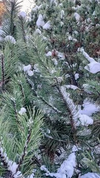 Close-up of green pine needles covered in fresh white snow in a peaceful wi.. Stock Photos