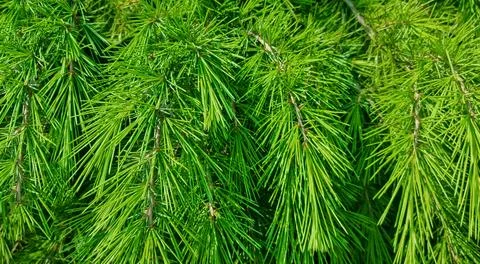 Close-up of green pine needles on dense conifer branches Stock Photos