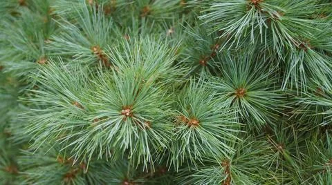 Close-Up of Green Pine Needles Stock Photos