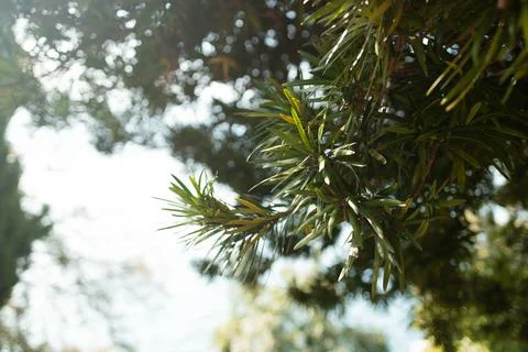 Close-up of green pine needles on a tree branch Stock Photos