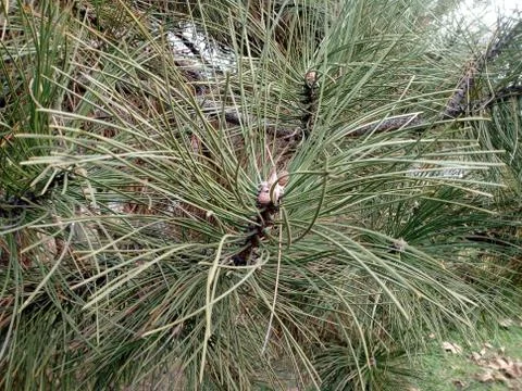 Close up of green pine thorns Stock Photos
