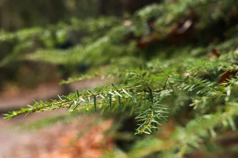 Close up of green pine tree branch Stock Photos