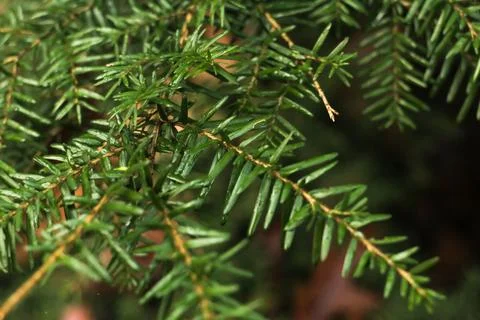 Close up of green pine tree branch Foto stock
