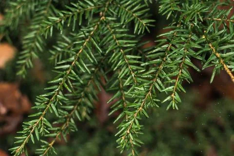 Close up of green pine tree branch Foto stock