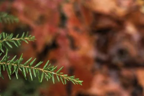 Close up of green pine tree branch Stock-Fotos